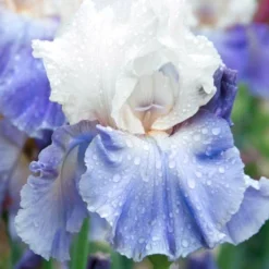 Menu Cool Blue Bearded Iris Collection -US Garden Plants Sales 2024 85181 stairway to heaven bearded iris