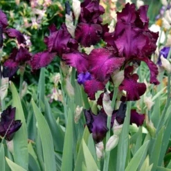 Menu Waves Of Purple Bearded Iris Collection -US Garden Plants Sales 2024 85183 berry fulfilling bearded iris 2 2