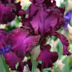 Menu Purple Pizzazz Collection -US Garden Plants Sales 2024 85183 berry fulfilling bearded iris
