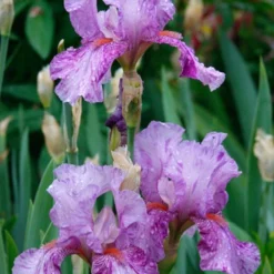 Menu Waves Of Purple Bearded Iris Collection -US Garden Plants Sales 2024 85184 mean streak bearded iris 2