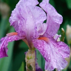 Menu Waves Of Purple Bearded Iris Collection -US Garden Plants Sales 2024 85184 mean streak bearded iris