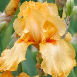 Menu Orange Ovation Collection 25 Menu Orange Ovation Collection -US Garden Plants Sales 2024 85186 avalon sunset bearded iris 2 2