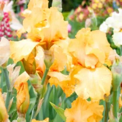 Menu Orange Ovation Collection 26 Menu Orange Ovation Collection -US Garden Plants Sales 2024 85186 avalon sunset bearded iris 3 2