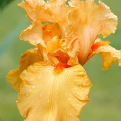 Menu Orange Ovation Collection 24 Menu Orange Ovation Collection -US Garden Plants Sales 2024 85186 avalon sunset bearded iris 4