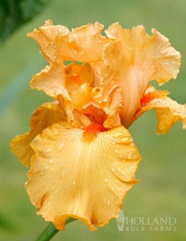 Menu Cheerful Duo Bearded Iris Collection 6 Menu Cheerful Duo Bearded Iris Collection - Image 4