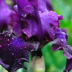 Menu Waves Of Purple Bearded Iris Collection -US Garden Plants Sales 2024 85189 standing proud bearded iris 2