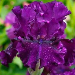 Menu Waves Of Purple Bearded Iris Collection -US Garden Plants Sales 2024 85189 standing proud bearded iris
