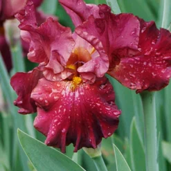 Menu Simple Late Spring Collection 15 Menu Simple Late Spring Collection -US Garden Plants Sales 2024 85191 war chief bearded iris 3