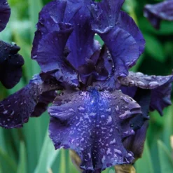 Menu Cool Blue Bearded Iris Collection -US Garden Plants Sales 2024 85192 blueberry bliss bearded iris