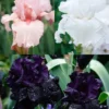 Menu Darkness Into Light Iris Collection -US Garden Plants Sales 2024 85193 darkness into light iris collection