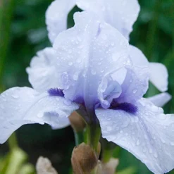 Menu Cool Blue Bearded Iris Collection -US Garden Plants Sales 2024 85203 blackbeard bearded iris