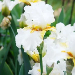 Menu Plumkist Bearded Iris Collection -US Garden Plants Sales 2024 85205 goldkist bearded iris 1