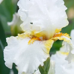 Menu Late Spring Spectacular Garden 32 Menu Late Spring Spectacular Garden -US Garden Plants Sales 2024 85205 goldkist bearded iris 2