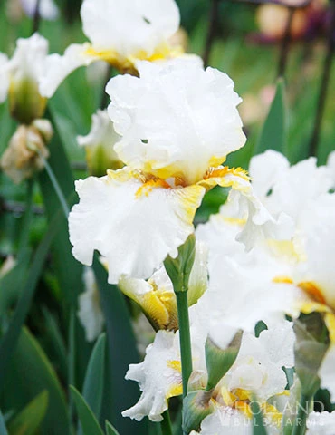 Menu Late Spring Spectacular Garden 18 Menu Late Spring Spectacular Garden - Image 16