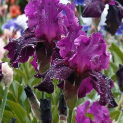Menu Plumkist Bearded Iris Collection -US Garden Plants Sales 2024 85206 plum fun bearded iris 2 1