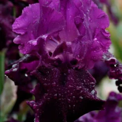 Menu Waves Of Purple Bearded Iris Collection -US Garden Plants Sales 2024 85206 plum fun bearded iris