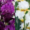 Menu Plumkist Bearded Iris Collection -US Garden Plants Sales 2024 85207 plumkist bearded iris collection