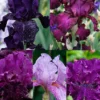 Menu Waves Of Purple Bearded Iris Collection 1 Menu Waves Of Purple Bearded Iris Collection -US Garden Plants Sales 2024 85209 waves of purple bearded iris collection