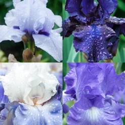 Menu Cool Blue Bearded Iris Collection