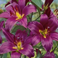 Menu Orienpet Lily Collection -US Garden Plants Sales 2024 86101 purple prince orienpet lily 1