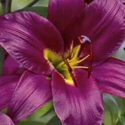 Menu Orienpet Lily Collection -US Garden Plants Sales 2024 86101 purple prince orienpet lily 2