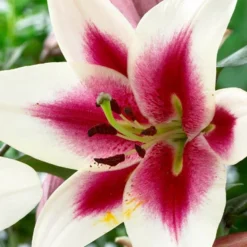 Menu Orienpet Lily Collection -US Garden Plants Sales 2024 86102 garden pleasure orienpet lily 2