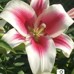 Menu Orienpet Lily Collection -US Garden Plants Sales 2024 86102 garden pleasure orienpet lily 2018 08 16 charlene burge lake station in