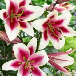 Menu Orienpet Lily Collection -US Garden Plants Sales 2024 86102 garden pleasure orienpet lily
