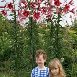 Menu Orienpet Lily Collection -US Garden Plants Sales 2024 86102 garden pleasure orienpet lily 3