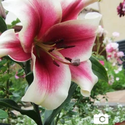 Menu Orienpet Lily Collection -US Garden Plants Sales 2024 86102 garden pleasure orienpet lily 4