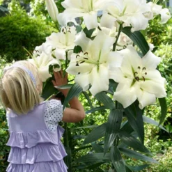 Menu Orienpet Lily Collection -US Garden Plants Sales 2024 86103 pretty woman orienpet lily