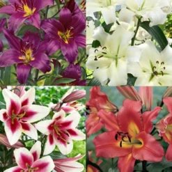 Menu Orienpet Lily Collection