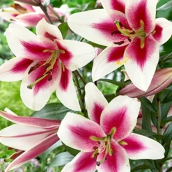 Menu Orienpet Lily Collection -US Garden Plants Sales 2024 86104 orienpet lily collection 3