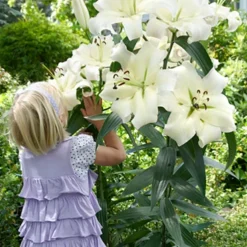 Menu Orienpet Lily Collection -US Garden Plants Sales 2024 86104 orienpet lily collection 4