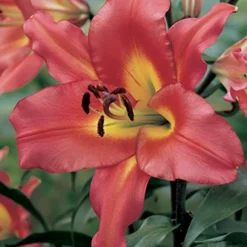 Menu Orienpet Lily Collection -US Garden Plants Sales 2024 86104 orienpet lily collection 5