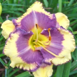 Menu Fancy Frills Daylily Collection 13 Menu Fancy Frills Daylily Collection -US Garden Plants Sales 2024 86106 blueberry cream daylily