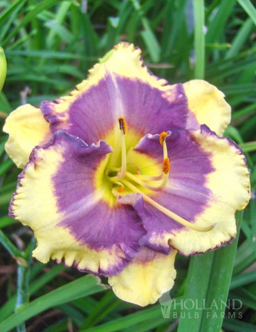 Menu Fancy Frills Daylily Collection 7 Menu Fancy Frills Daylily Collection - Image 5