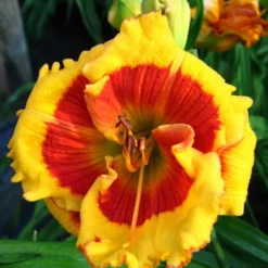 Menu Beginner Daylily Collection -US Garden Plants Sales 2024 86107 brookwood lee causey daylily