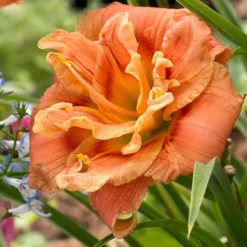 Menu Frenzy Of Pink Daylily Collection -US Garden Plants Sales 2024 86108 congo coral daylily 2
