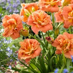 Menu Frenzy Of Pink Daylily Collection -US Garden Plants Sales 2024 86108 congo coral daylily 3