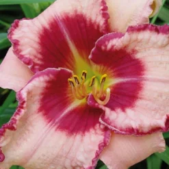 Menu Beginner Daylily Collection -US Garden Plants Sales 2024 86109 dare to love daylily