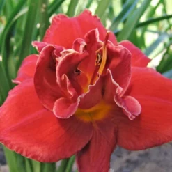 Menu Beginner Daylily Collection -US Garden Plants Sales 2024 86110 fires of fuji daylily