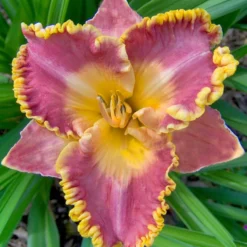 Menu Fancy Frills Daylily Collection 14 Menu Fancy Frills Daylily Collection -US Garden Plants Sales 2024 86111 1