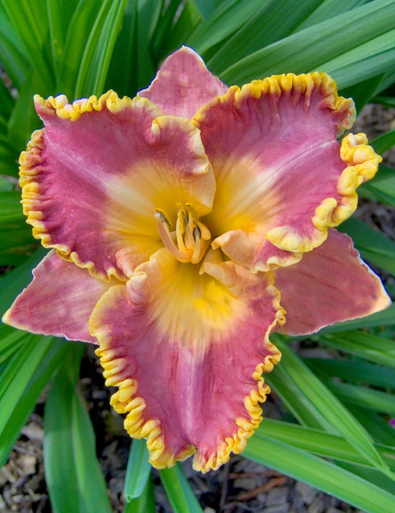 Menu Fancy Frills Daylily Collection 8 Menu Fancy Frills Daylily Collection - Image 6