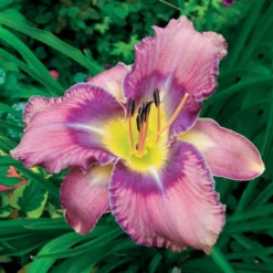 Menu Fancy Frills Daylily Collection 15 Menu Fancy Frills Daylily Collection -US Garden Plants Sales 2024 86112 mildred mitchell daylily