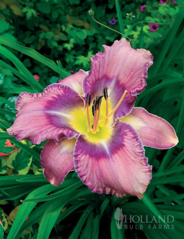 Menu Fancy Frills Daylily Collection 9 Menu Fancy Frills Daylily Collection - Image 7