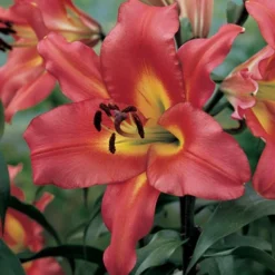 Menu Tickled Pink Collection -US Garden Plants Sales 2024 86121 satisfaction orienpet lily