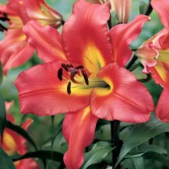 Menu Orienpet Lily Collection -US Garden Plants Sales 2024 86121 satisfaction orienpet lily 3