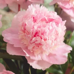 Menu Fragrant Peony Collection -US Garden Plants Sales 2024 86123 edens perfume peony