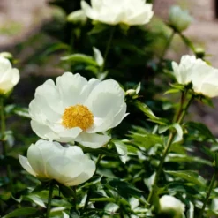 Menu Peony Cutting Garden Collection -US Garden Plants Sales 2024 86125 prairie moon peony 2
